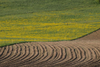 Plowed field and flowering meadow in spring