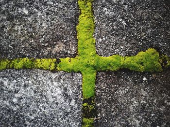 Full frame shot of paving stone