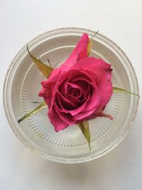 Close-up of pink rose over white background