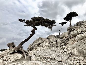 Low angle view of driftwood on rock against sky