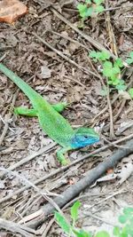 Close-up of lizard on leaf