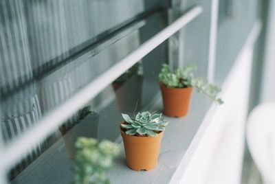 Close-up of potted plant on table