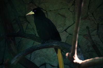 Low angle view of bird perching on tree