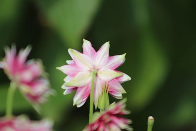 Close-up of pink flowering plants in park