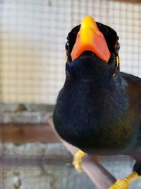 Close-up of bird