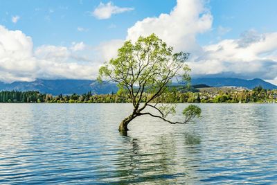 Tree by lake against sky