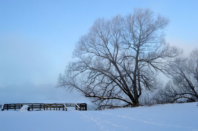 Low angle view of bare trees against sky