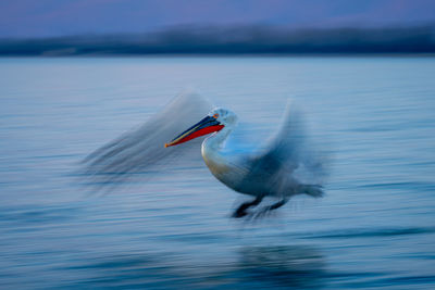 Bird in lake