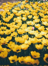 Close-up of yellow flowers blooming outdoors