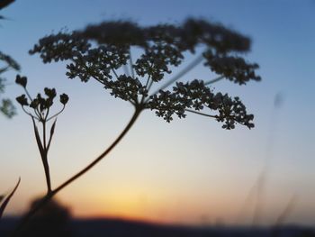Close-up of plant against sky at sunset