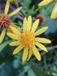Close-up of yellow flowers blooming outdoors