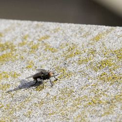 Close-up of insect on leaf