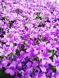 Full frame shot of purple flowering plants