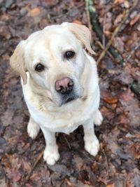 Close-up portrait of a sitting yellowlab looking at camera 