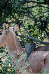 Red-billed oxpeckers sitting on an impala