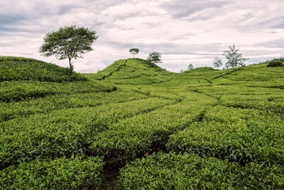 Scenic view of agricultural field against sky