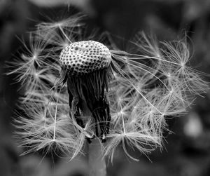 Close-up of dandelion on plant