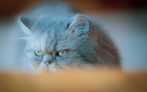 Close-up portrait of a cat