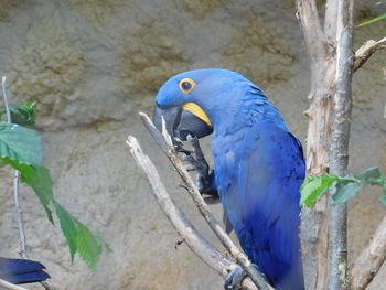 Ara bleu sur une branche 