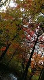 Trees in forest