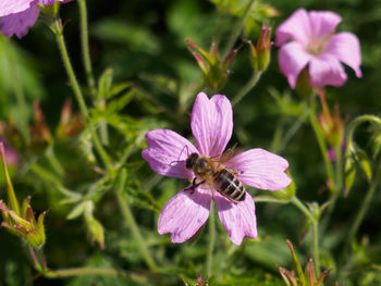 Close-up of purple flowers
