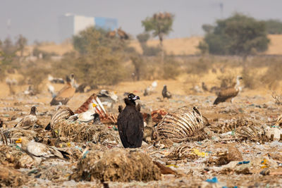 View of birds on land