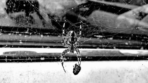 Close-up of spider web