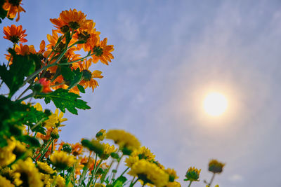 Low angle view of orange flowering plant against sky