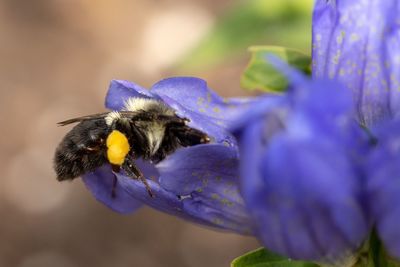 Close-up of bee pollinating on purple flower