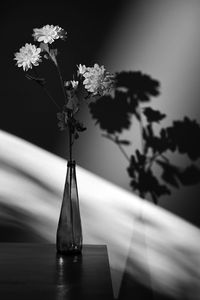 Abstract white chrysanthemum flower and shadows in studio