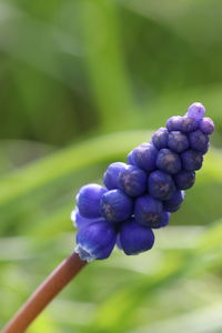 Close-up of grapes growing on plant