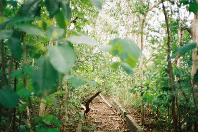 Plants growing in forest