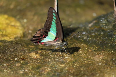 Close-up of butterfly on the sea