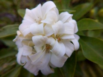 Close-up of flower blooming outdoors