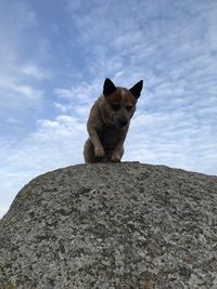 Low angle view of a cat sitting on rock against sky