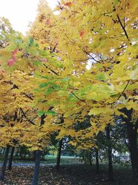 Low angle view of tree against sky during autumn