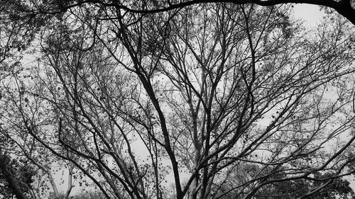 Low angle view of bare trees against sky