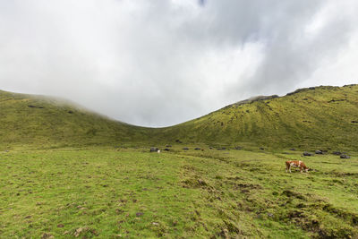 Scenic view of landscape against sky