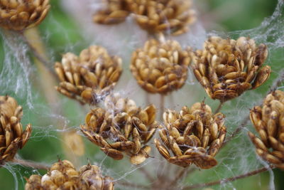 Close-up of dried plant