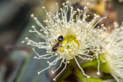 Close-up of bee on flower