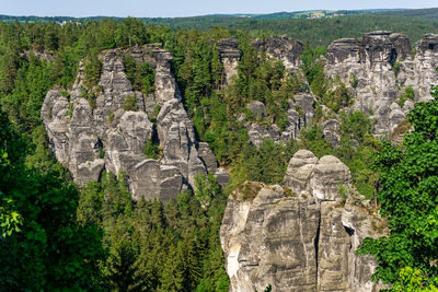 Plants growing on rock