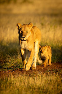 Lioness walking down sandy track with cub