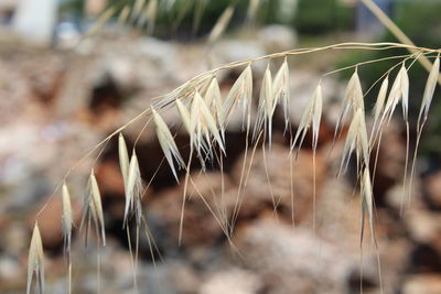 Close-up of leaf