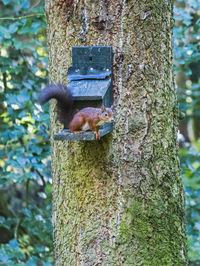 Close-up of squirrel on tree trunk