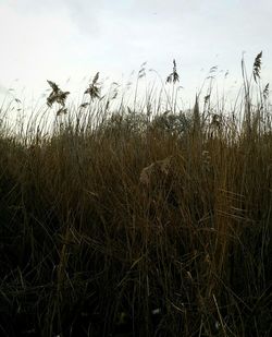 Scenic view of wheat field against sky