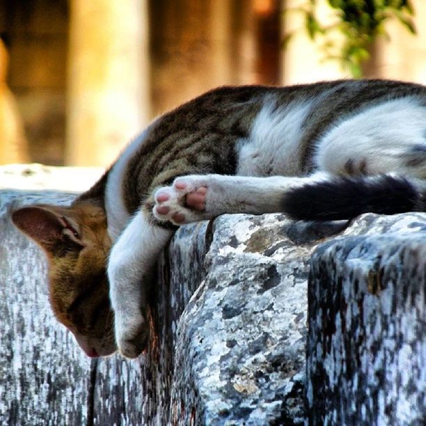 animal themes, one animal, mammal, focus on foreground, close-up, domestic animals, pets, wood - material, relaxation, cat, domestic cat, day, animals in captivity, zoo, no people, feline, outdoors, wildlife, sleeping, selective focus