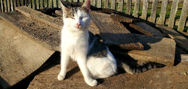 High angle portrait of cat relaxing on wood