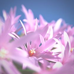 Close-up of pink flower