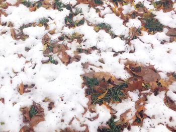 High angle view of snow covered field