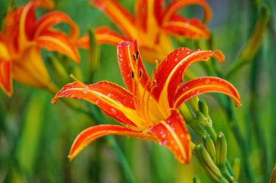 Close-up of water drops on pink flower